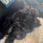 Black Mini Poodle in The Bronx, New York