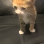 Calico Kitten in Houston, Texas