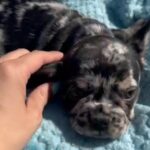 Merle Frenchie in West Point, Utah