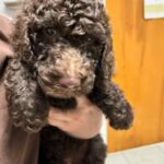 Summer Poodles in San Antonio, Texas