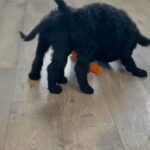 F1BB Golden doodles in Fishers, Indiana