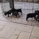 Black brindle French bulldogs in Riverside, California