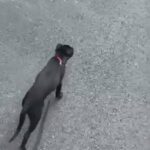 PIT LAB mix in Stonecrest, Georgia
