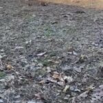 AKC French Bulldog in Macomb, Illinois