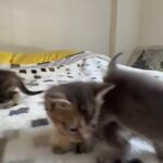 Scottish straight Kittens in Queens, New York
