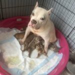 Puppies At The Milk Bar in Chicago, Illinois