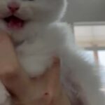 Ragdoll kittens in Windsor, Colorado