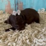 Chocolate Toy Poodle Girl in McComb, Mississippi