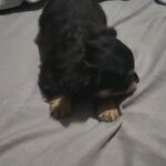 longhair purebreed chihuahua GIRL $1800 BROOKLYN N.Y in New York City, New York