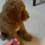 Golden Doodle in Nashville, Tennessee