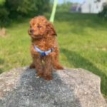 Red Curly Hair Cavapoo in New York City, New York