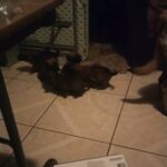 Belgian malinois in Los Angeles, California
