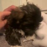 Shih Tzu Puppy in El Paso, Texas