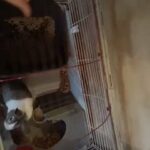 1 or 2 bunnies in Palatine, Illinois