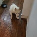 2month old MALE $1400 brooklyn ny in New York City, New York