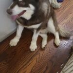 Hes actually purebreed Alaskan malamute $800 NYC in New York City, New York