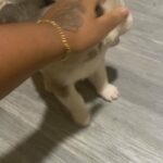 Huskies come shop in Arizona City, Arizona