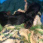 Doberman pincher puppies in Arizona City, Arizona