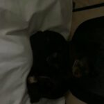 Adorable CKC Yorkie Puppies in Rancho Santa Margarita, California