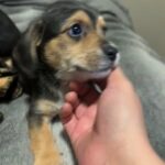 Puppies in Phoenix, Arizona