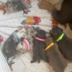 Micro Exotic Bully Pups in Chicago Heights, Illinois