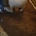 PUREBREED  HUSKY BOY   $1400  nyc  Brooklyn in New York City, New York