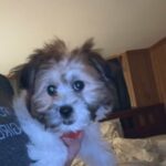 Cutest Puppy in Mebane, North Carolina