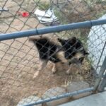 German Shepherd Puppies in Apple Valley, California