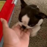 Frenchton Female in Lawrenceville, Georgia