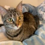Lilo in Indianapolis, Indiana