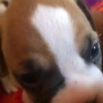 Boxer Puppies in Owensboro, Kentucky