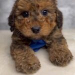 Mini Bernedoodle in Orlando, Florida
