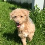 Poodle Terrier Mix in St. Paul, Minnesota