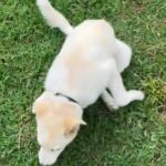 White Cute Husky’s in Grand Prairie, Texas
