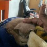 2 Week Year Old Kitten in New York City, New York