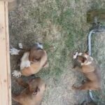 Micro Bully Puppies in Corpus Christi, Texas