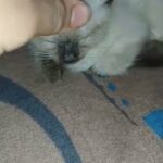 siomese kitten in Phoenix, Arizona