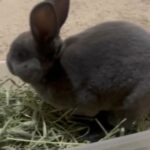 Rex Rabbit Litter Box Trained His Name Is Ghost 7 Months Old in Grain Valley, Missouri