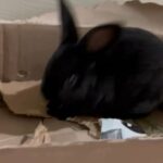 Rex Rabbit Female 7 Months in Grain Valley, Missouri