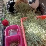 Mini Rex And New Zealand Twins Male And Female in Grain Valley, Missouri