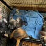 Male And Female Triple Carriers in Chino Hills, California