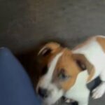 Selling My Dog in Mebane, North Carolina