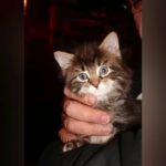 ragdoll Maine Coons Mix kittens in Fort Pierce, Florida