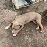 American Tricolor Bully in Oklahoma City, Oklahoma