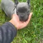 Blue Merle Frenchie 2.0 in Cleveland Heights, Ohio