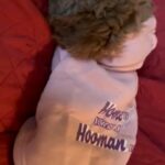 Mini Goldendoodle in New York City, New York