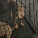 American Bully Female in Oklahoma City, Oklahoma