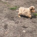 6 mo old fully trained Mini Australian Shepherd for sale! in Arizona City, Arizona