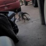 3 month blue heeler Junnior in Arizona City, Arizona