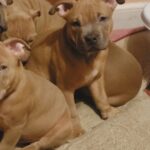 American Bully Puppies in Arizona City, Arizona